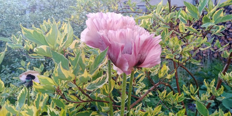 Papaver orientale 'Patty's Plum' Мак восто́чный